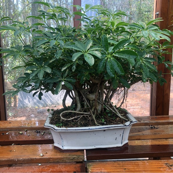 Meet your Posher, Joe - Picture 1 of 1